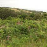 Great Ocean Road